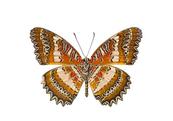 Fototapeta na wymiar Motyl izolowane
