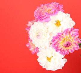 Bouquet of dahilas on the color background