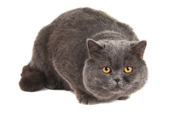 gray cat isolated