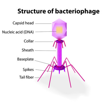 Structure Of Virus Bacteriophage