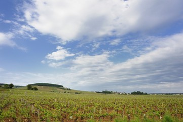 Fototapeta na wymiar Winnice w pobliżu Aloxe-Corton