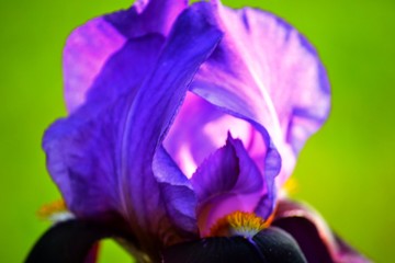 Purple Iris Bloom