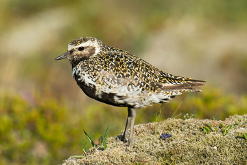 Golden plover