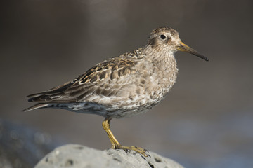 Purple sandpiper