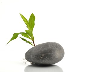Pflanze hinter einem Stein