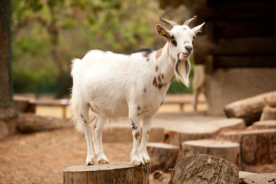 Capra