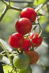 Different Colored Cherry Tomatoes