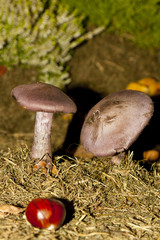 A couple of isolated mushrooms