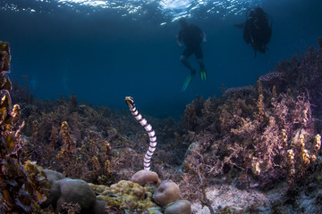 sea krait and divers
