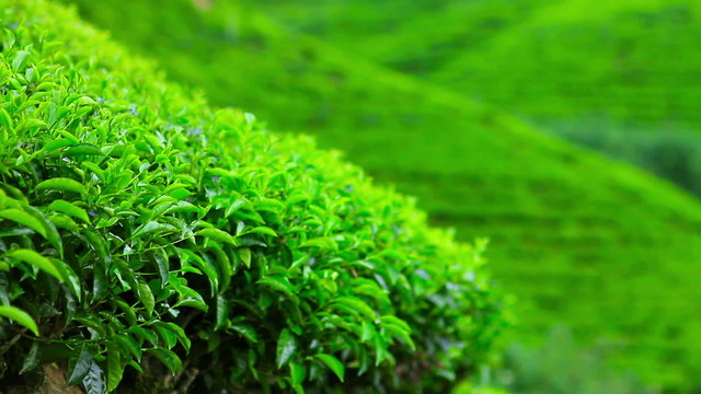 Sri Lanka tea garden mountains in nuwara eliya