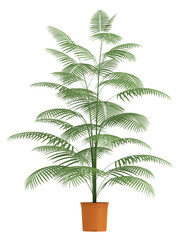 Fototapeta premium Chamaedorea palm in container