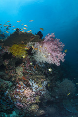 Fototapeta na wymiar reef system