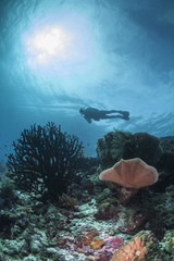 diver silhouette and coral reef