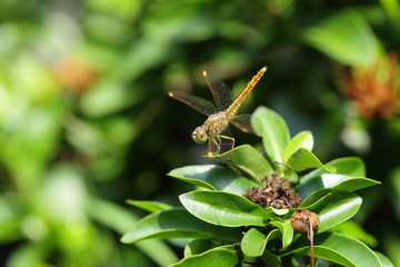 dragonfly outdoor