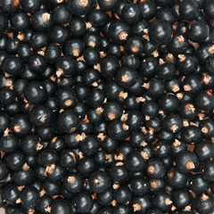 blackcurrant