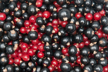redcurrant and  blackcurrant