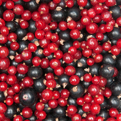 redcurrant and  blackcurrant