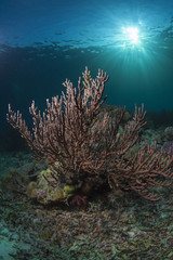 reef scape