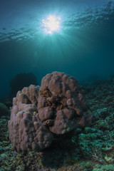 coral head underwater