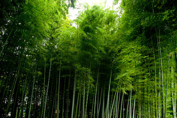 Fototapeta premium 竹林