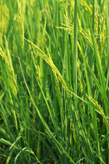 paddy rice field