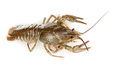 green crawfish isolated on white close-up