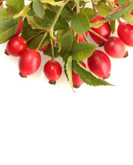 ripe hip roses on branch with leaves, isolated on white