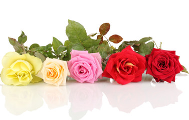Beautiful colorful roses isolated on white
