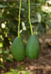 Aguacate. Axarquia, Malaga. Andalucia.
