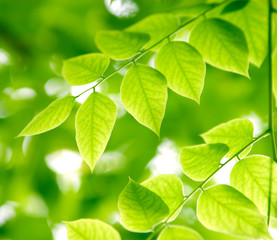 Fototapeta na wymiar Green leaves on the branches in the forest