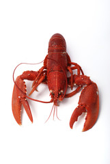 Homard breton