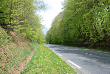 Fototapeta premium Forêt au printemps