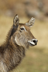 Close up Portrait of waterbuck, Kobus ellipsiprymnus