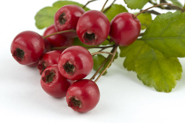 Weißdornfrüchte auf einem weißen Hintergrund