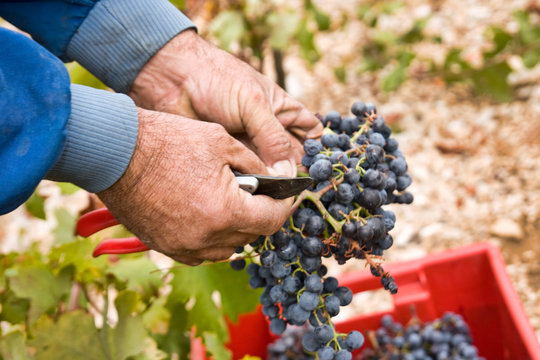 Farmer's hand hold a grapes