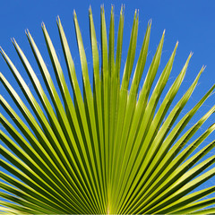 Obraz premium Palm leaf