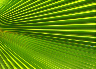 Obraz premium Palm leaf