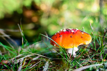 fly agaric