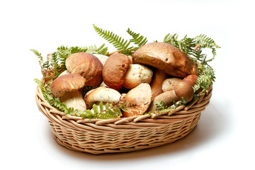 Cesto di funghi procini