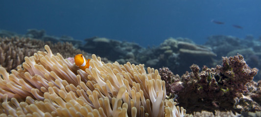 panorama anemone and clown fish