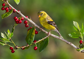 American Goldfinch - Powered by Adobe