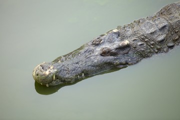 Crocodile