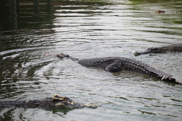 Crocodile