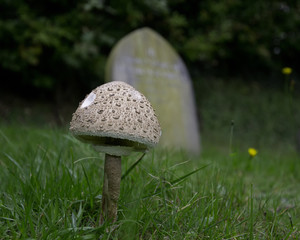 Yong parasol mushroom