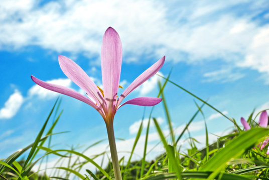 Sch&ouml;ne Herbstzeitlose auf Wiese - Colchicum autumnale
