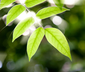 The branch with green fresh leaves in sunshine