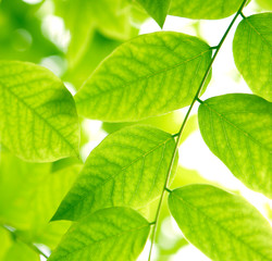 The Green leaves against the sunlight