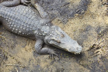 Crocodile