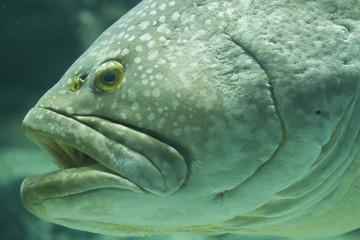 fish in the aquarium glass