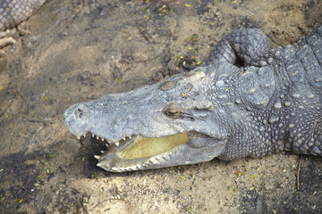 Crocodile